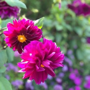 Meet your Posher, Valentina